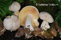 Entoloma sinuatum-amf777